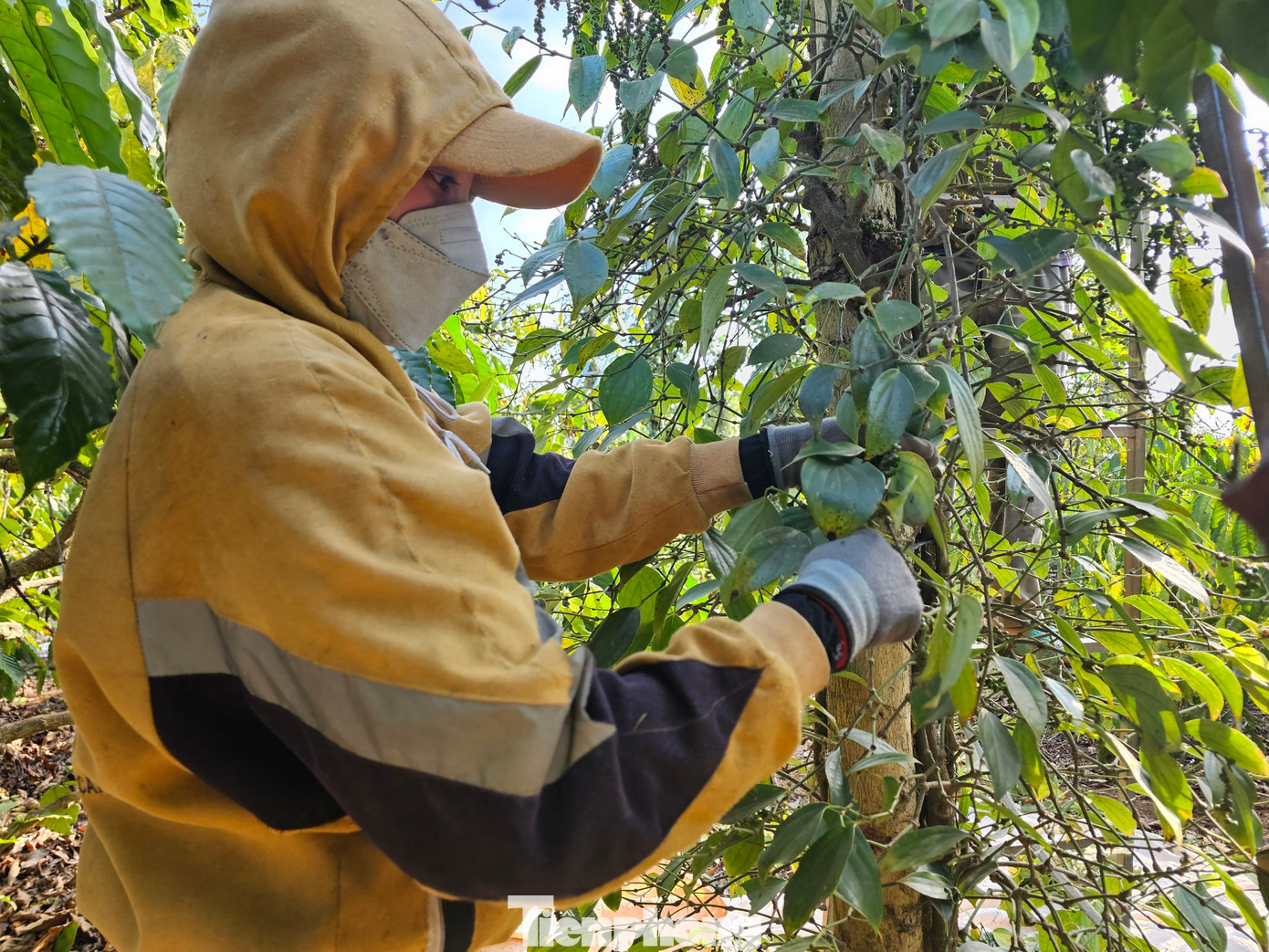 Chị H Buốt được ưu tiên hái tiêu ở tầm thấp