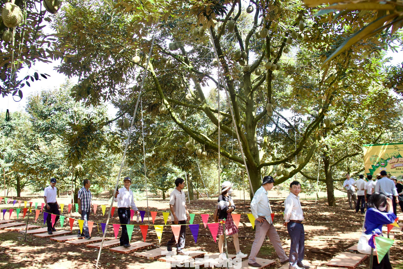 Du khách đến tham quan vườn sầu riêng đa dạng giống như sầu Dona, Ri6…đang đến mùa thu hoạch. Đặc biệt du khách sẽ được thưởng thức sầu riêng miễn phí tại vườn.