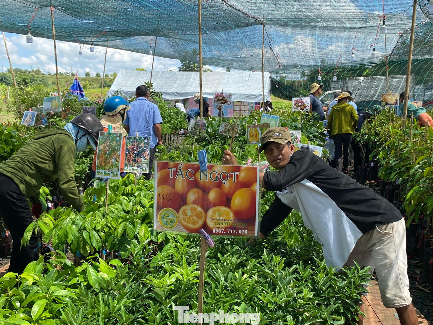 Người dân tham quan gian hàng bán cây giống
