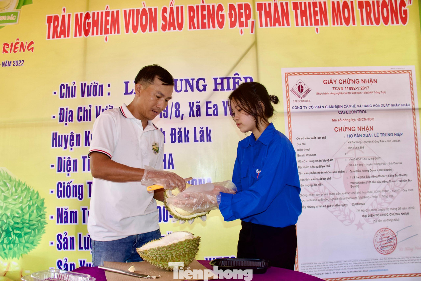 Sau khi tham quan vườn sầu riêng, du khách sẽ được thưởng thức những múi sầu thơm ngon do chính những nhà nông, đoàn viên thanh niên bóc tách tại vườn