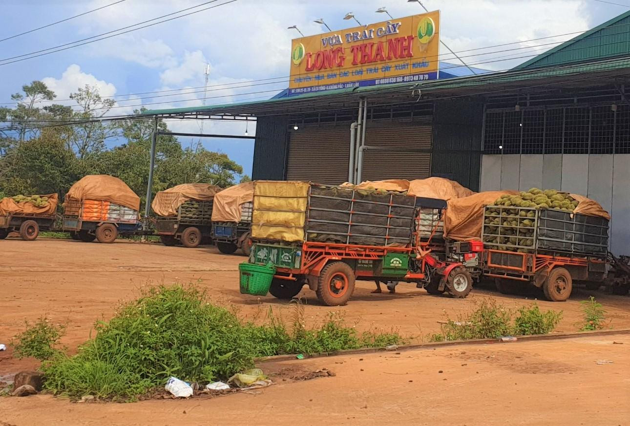 Xe chở sầu riêng chủ yếu là xe cày, trong khi những năm trước tấp nập xe Container