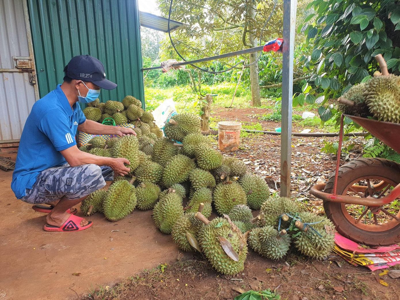 Sầu riêng rụng nhiều vì quá ngày thu hoạch