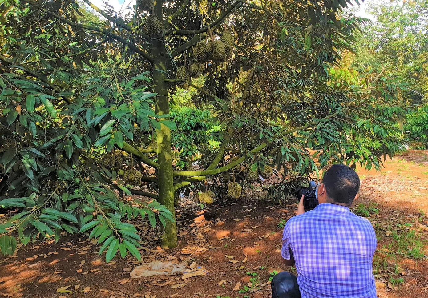 Lần đầu tiên, sầu riêng Đắk Lắk gặp khó trong tiêu thụ