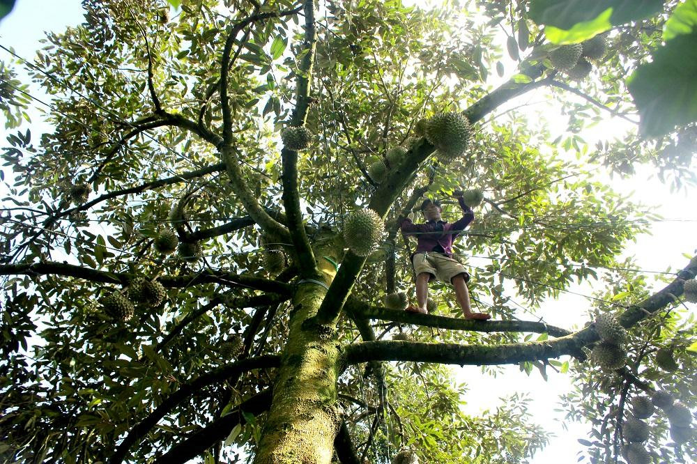 Nông dân thu hoạch sầu riêng