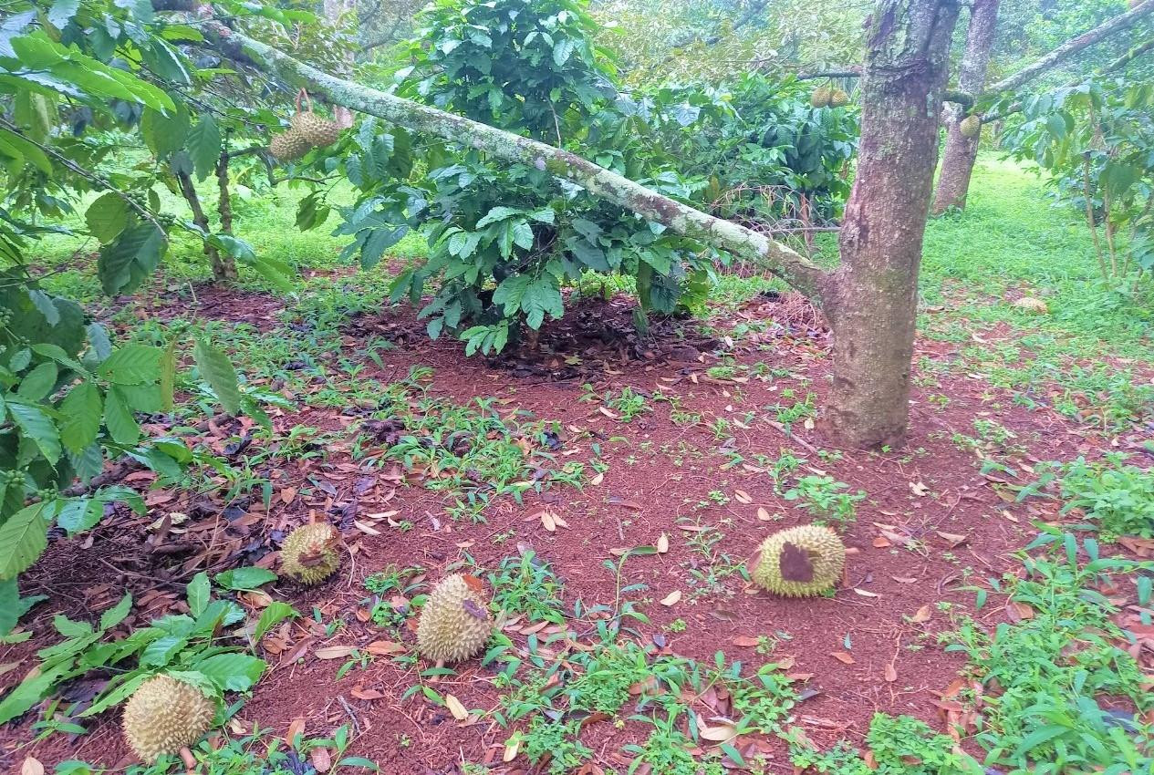 Sầu riêng nhà anh Huy đã tới ngày thu nhưng không có người mua