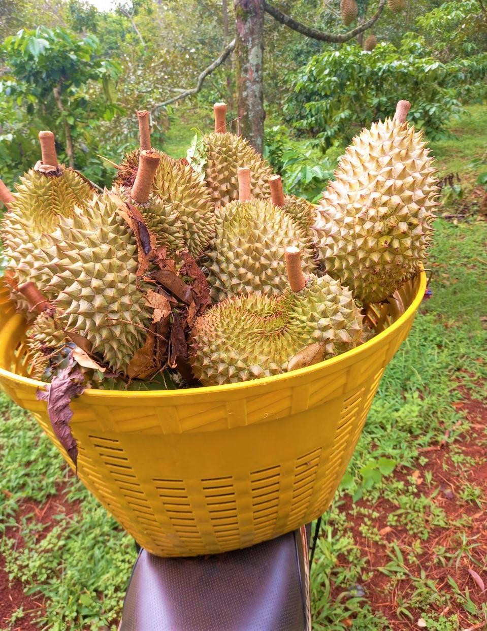 Sầu riêng tính bằng đầu tấn nhưng bây giờ anh Huy chỉ bán nhỏ giọt