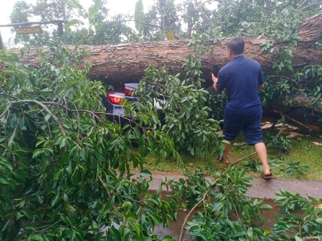 Chiếc ô tô bị cây cổ thụ đè.