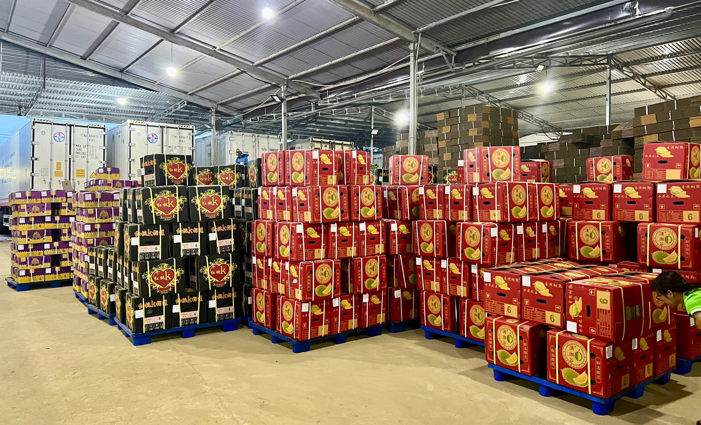 Doanh nghiệp cần chú trọng hơn nữa khâu làm sạch, đóng gói sầu riêng trước khi xuất khẩu. Doanh nghiệp cần chú trọng hơn nữa khâu làm sạch, đóng gói sầu riêng trước khi xuất khẩu.