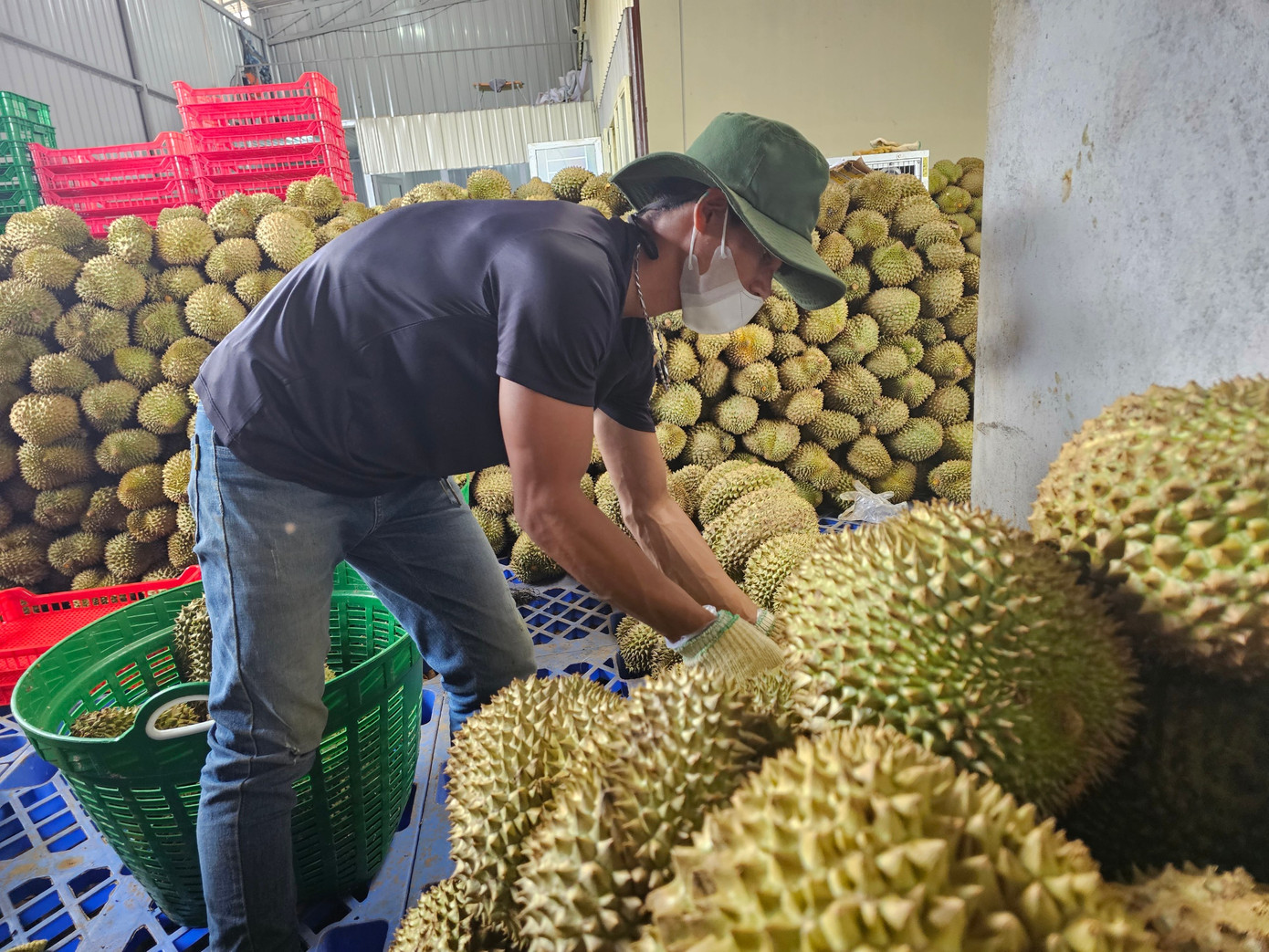 Sầu riêng của Đắk Lắk được thu hoạch vào năm 2023. Sầu riêng của Đắk Lắk được thu hoạch vào năm 2023.