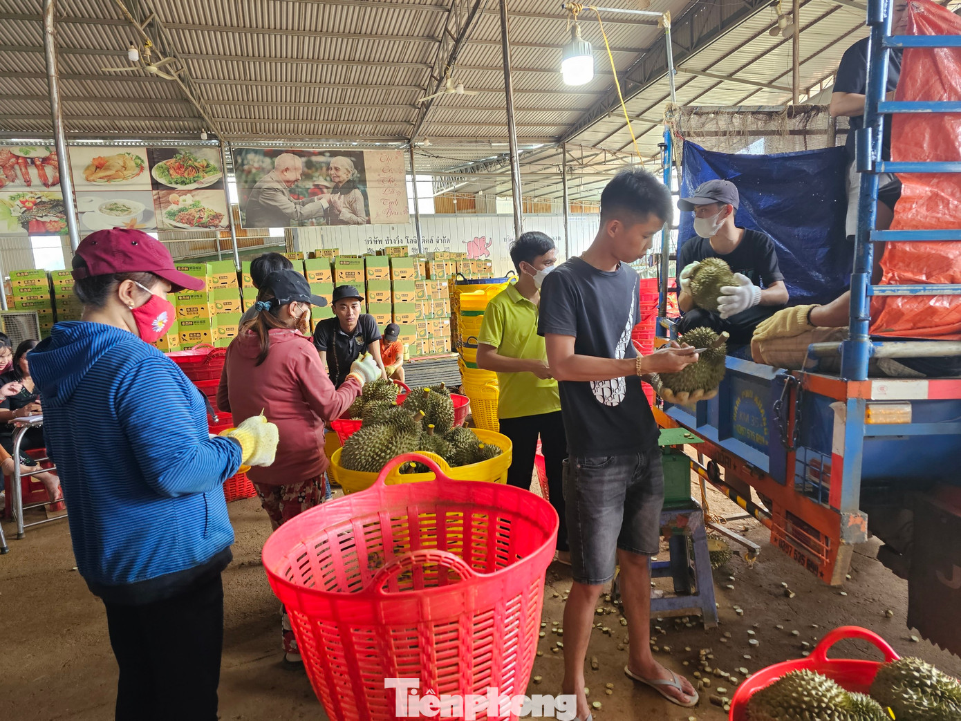 Sầu riêng được đưa về vựa thu hoạch để sơ chế, đóng gói. Sầu riêng được đưa về vựa thu hoạch để sơ chế, đóng gói.