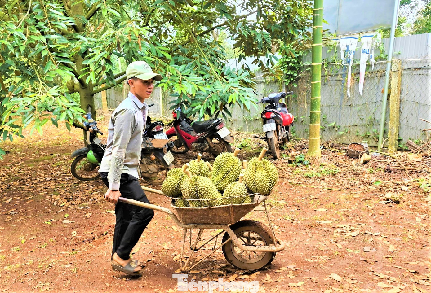Sầu riêng của tỉnh Đắk Lắk đang vào vụ thu hoạch.