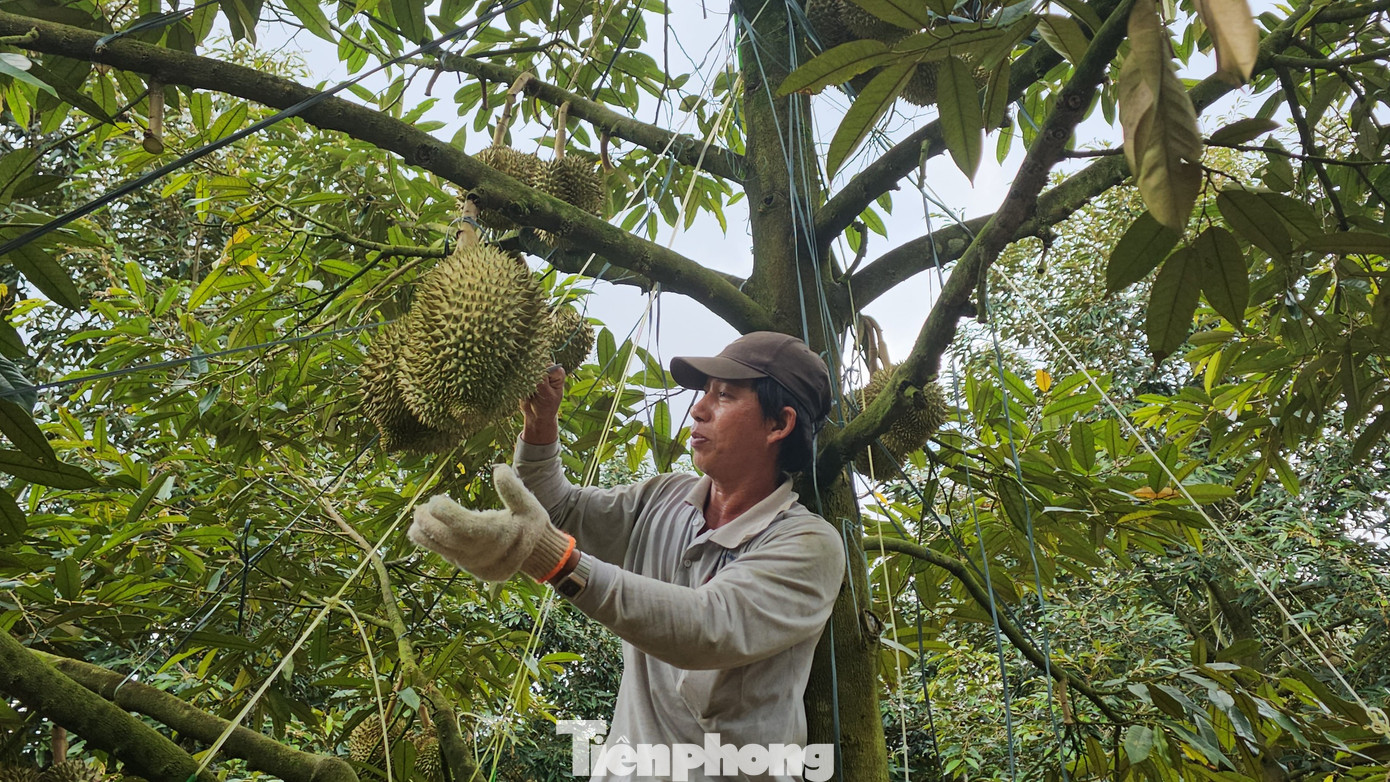 Thợ "gõ" sầu riêng đang kiểm tra độ già của quả. Thợ "gõ" sầu riêng đang kiểm tra độ già của quả.