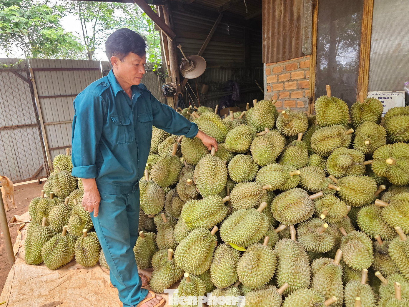 Vườn sầu riêng nhà ông Tá đang thu hoạch. Vườn sầu riêng nhà ông Tá đang thu hoạch.