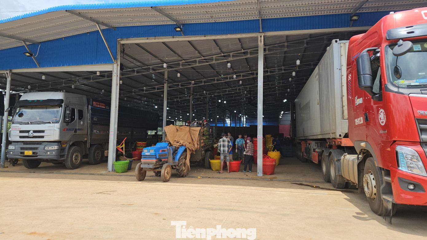 Đắk Lắk đang vào chính vụ thu hoạch sầu riêng. Đắk Lắk đang vào chính vụ thu hoạch sầu riêng.