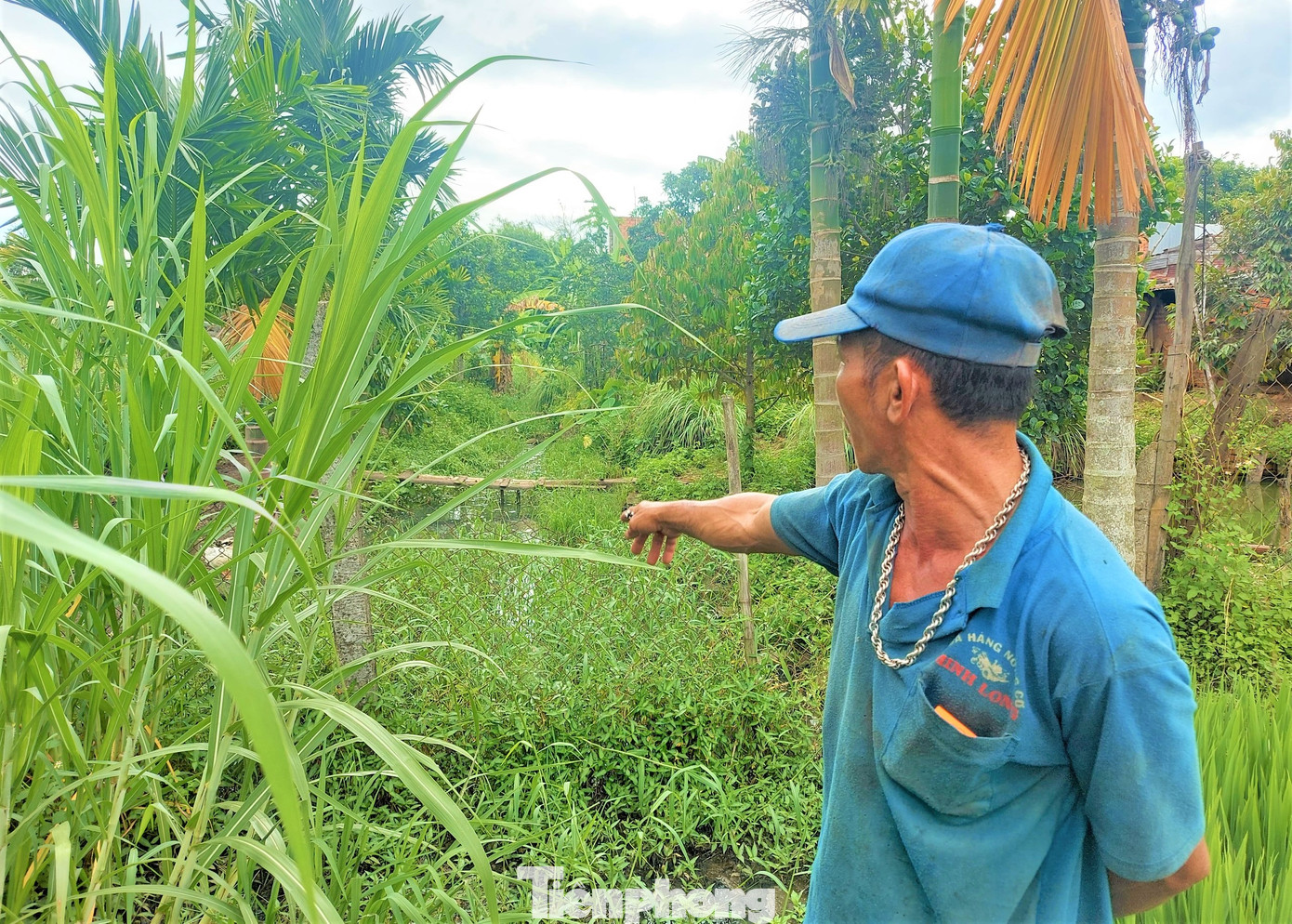 Cỏ mọc phủ kín kênh