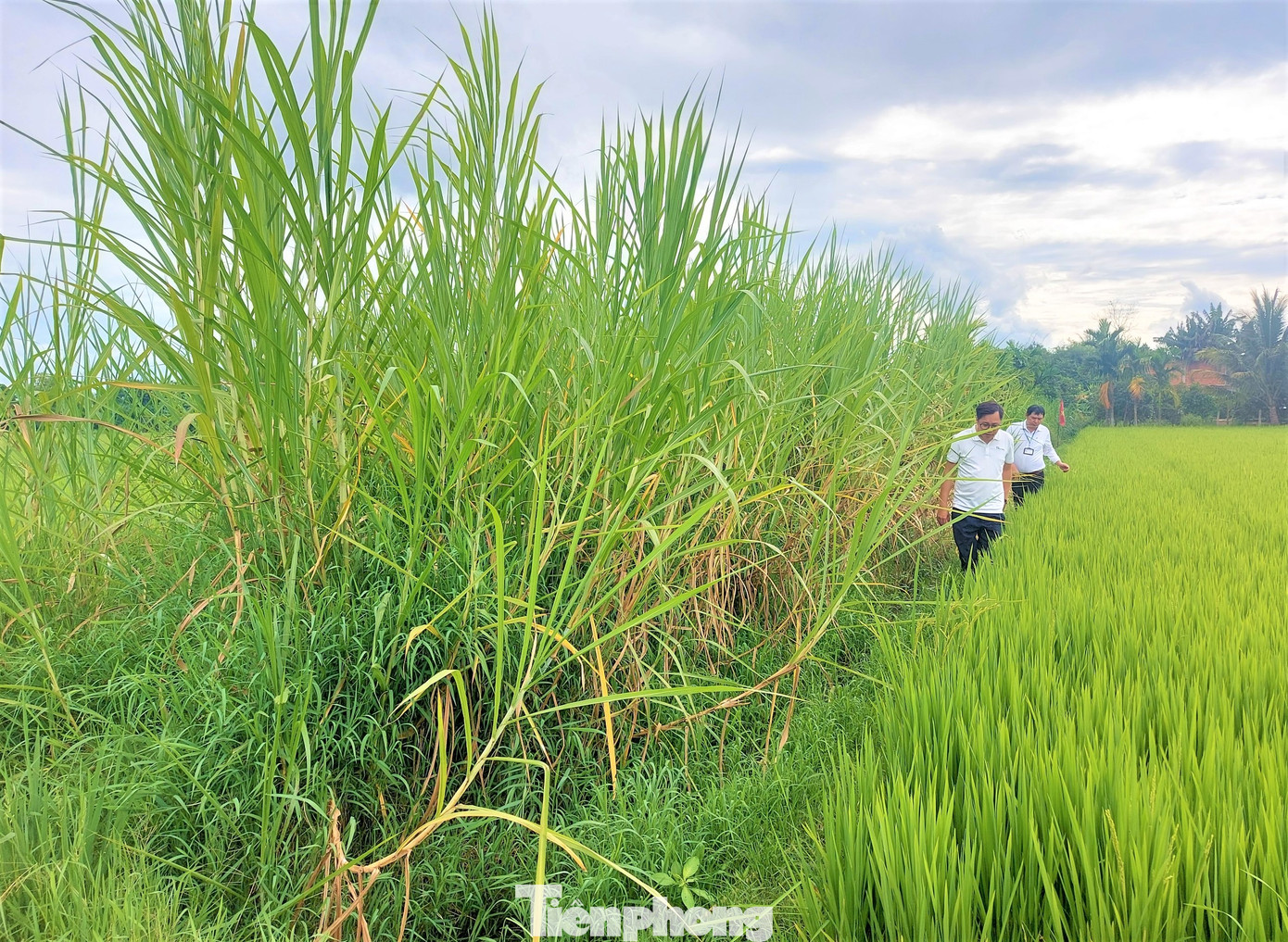 Cỏ phủ kín kênh Đ3