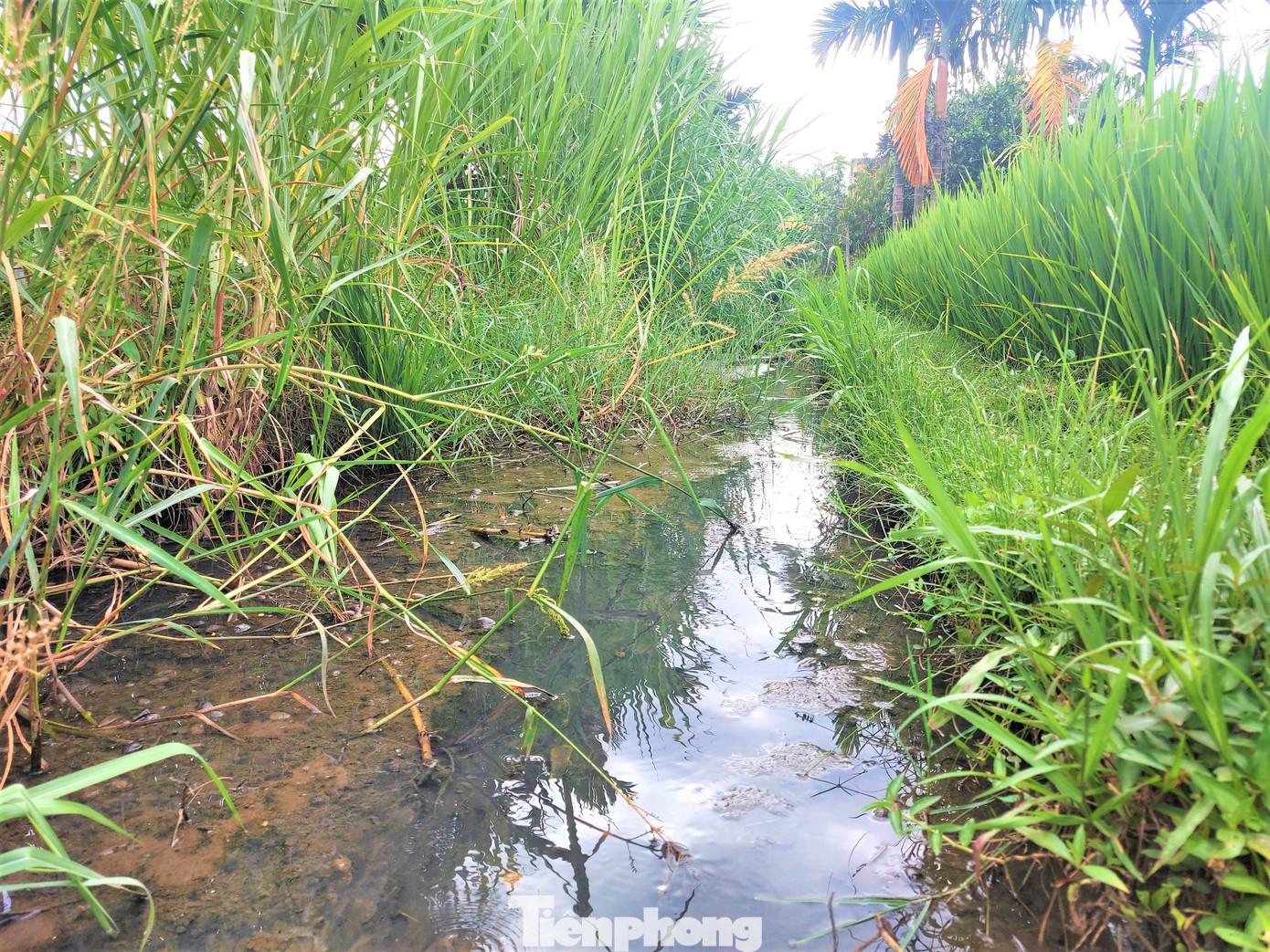 Kênh dẫn nước nhưng không thể chảy, toàn nước tù đọng