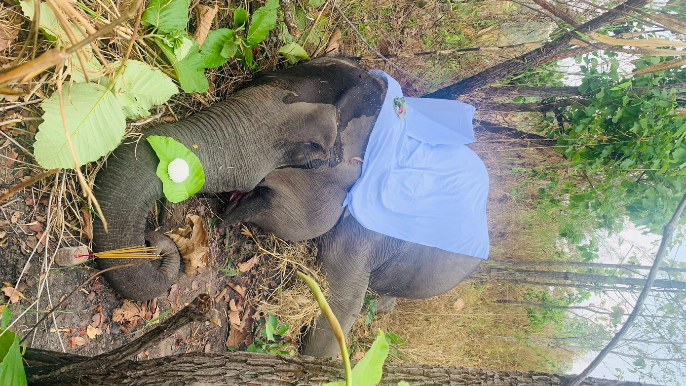 Voi H'Pul chết do già yếu