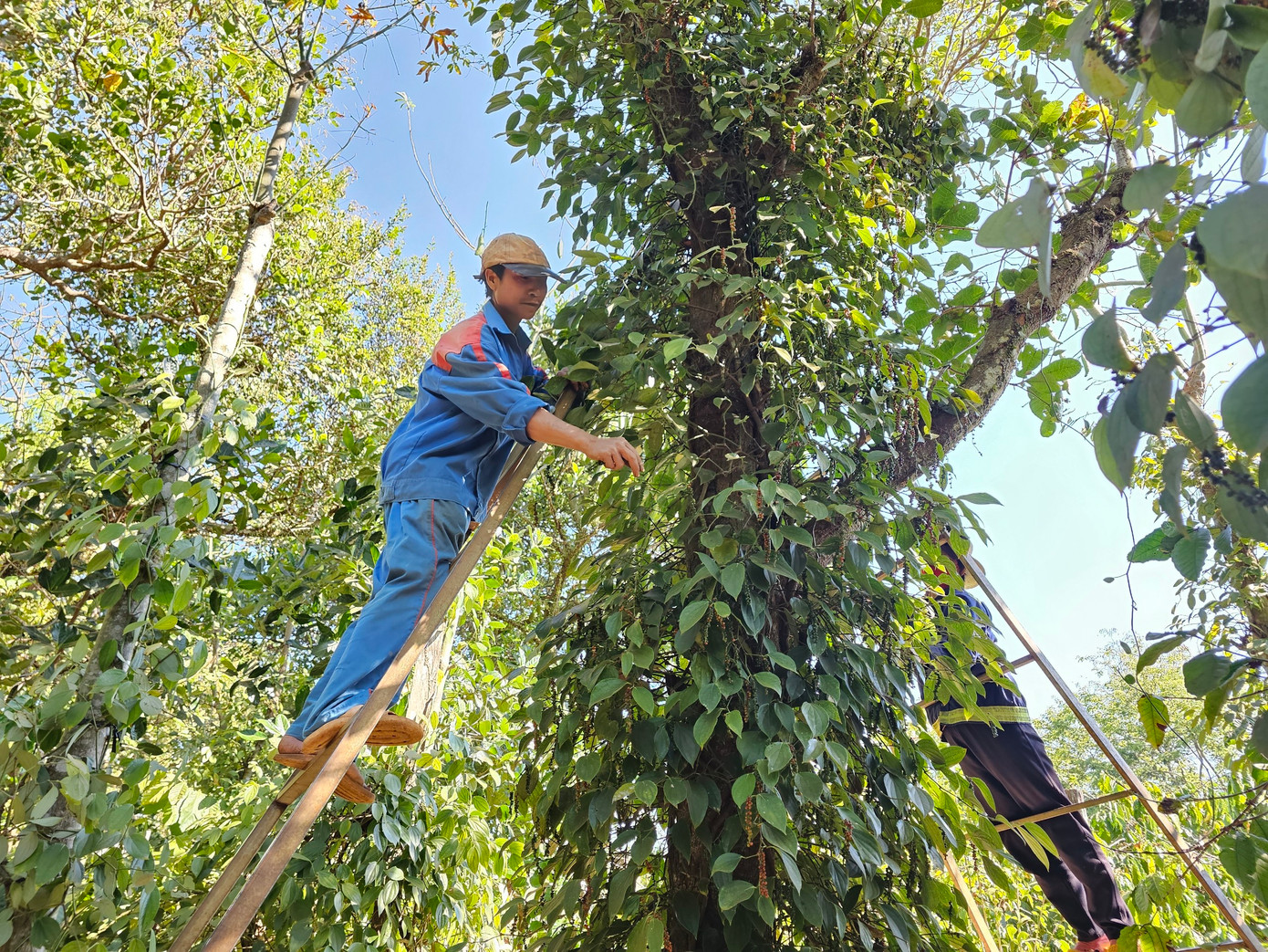 Nghề hái tiêu đòi hỏi người lao động phải chịu khó, không sợ độ cao