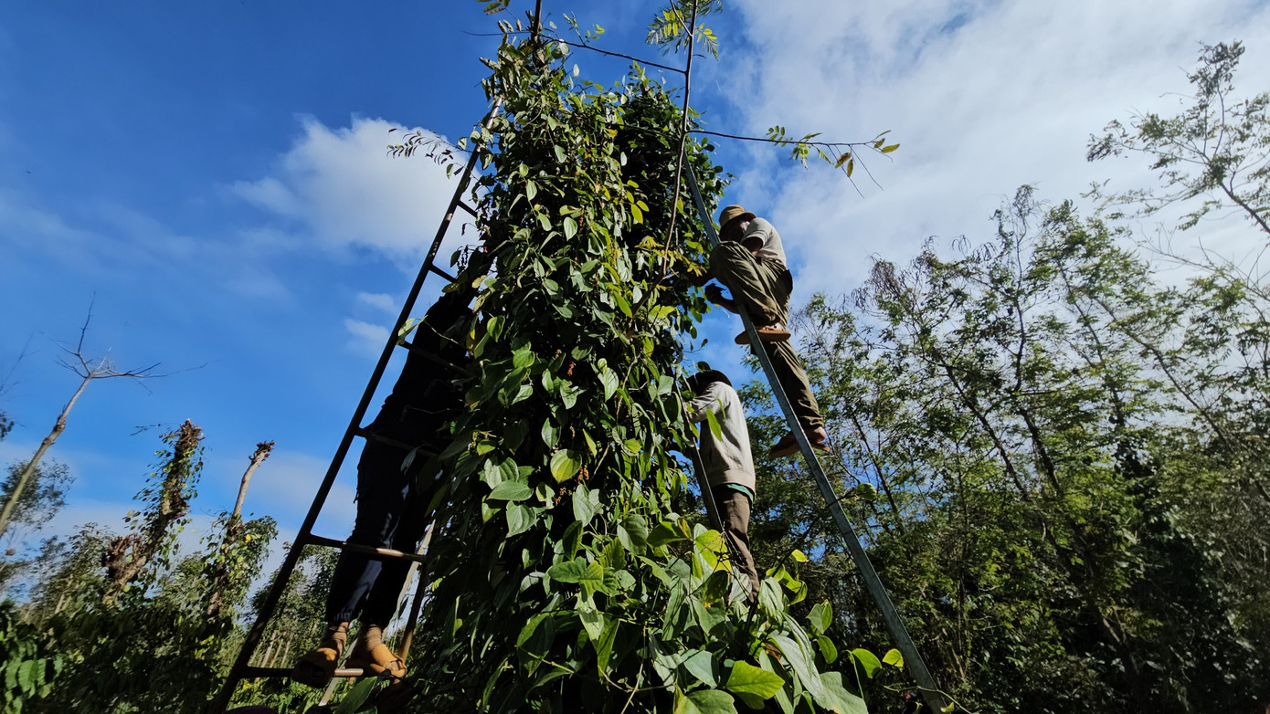 Người hái tiêu đứng trên chiếc thang nhiều giờ đồng hồ