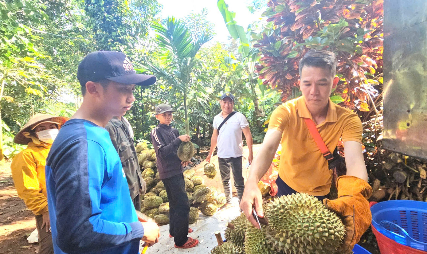 Còn 3 tháng, tỉnh Đắk Lắk sẽ bước vào vụ thu hoạch sầu riêng. Còn 3 tháng, tỉnh Đắk Lắk sẽ bước vào vụ thu hoạch sầu riêng.