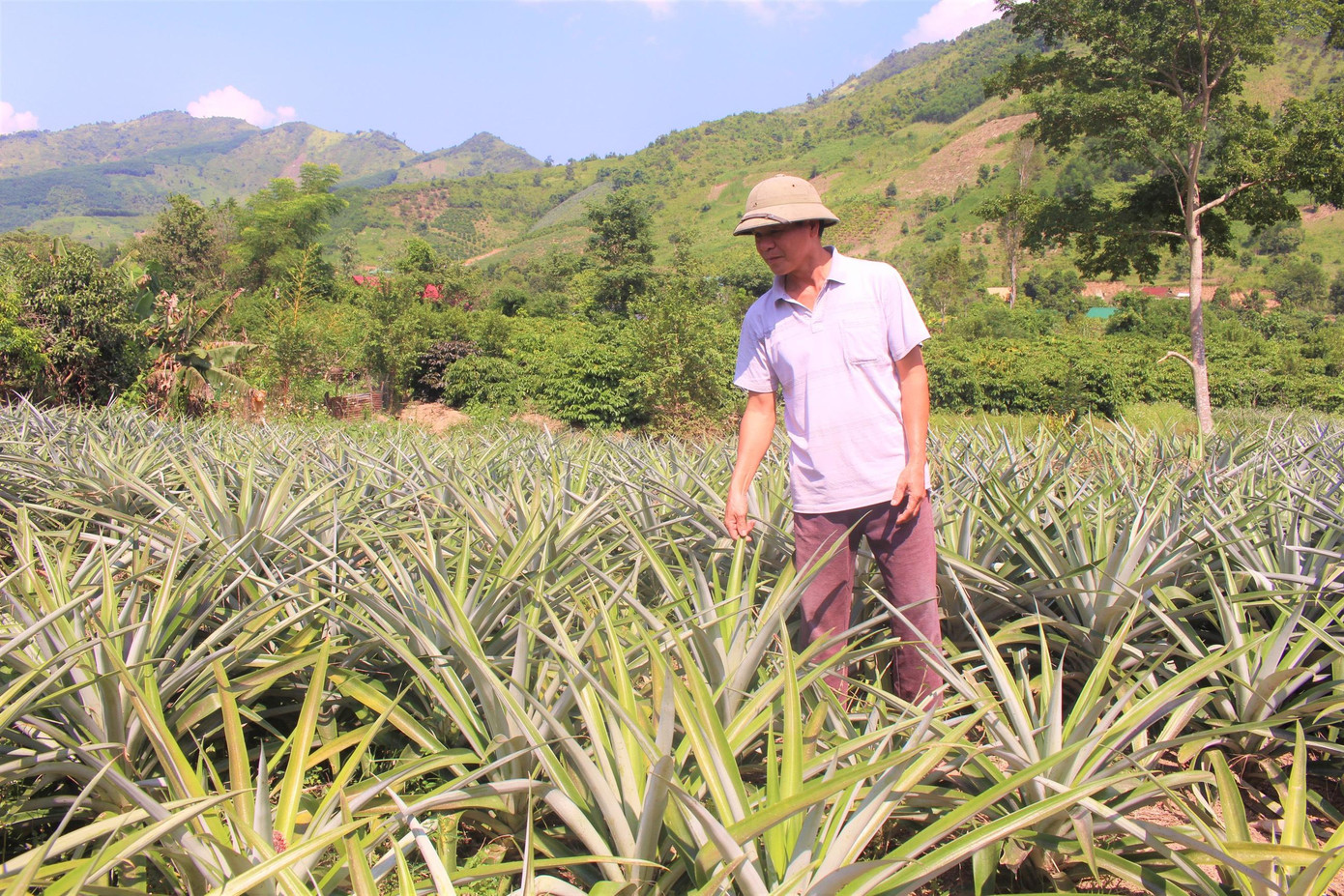 Mô hình trồng dứa đang phát triển ở xã Cư Pui Mô hình trồng dứa đang phát triển ở xã Cư Pui