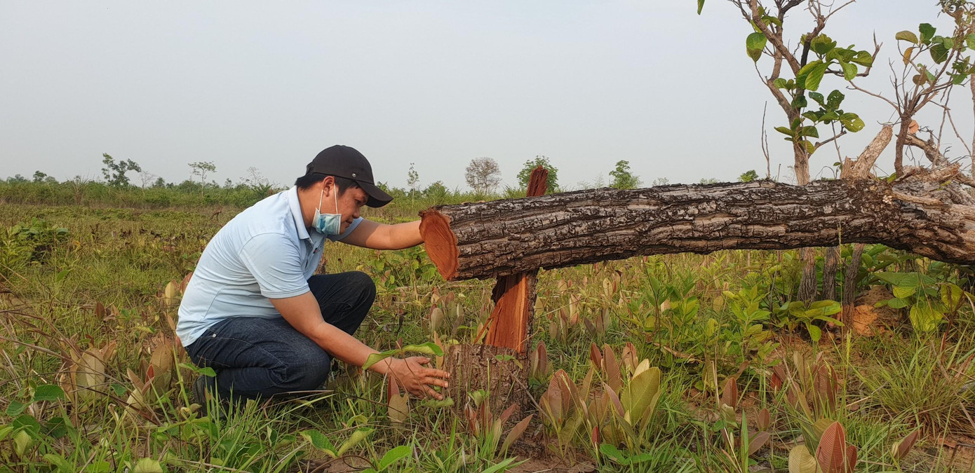 Hiện trường vụ phá rừng tại huyện Ea Súp