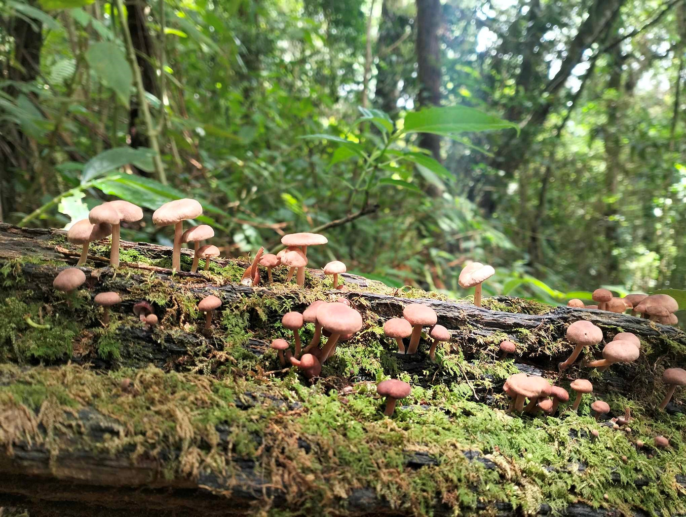 Đầu mùa mưa là mùa nấm sinh sôi, phát triển mạnh Đầu mùa mưa là mùa nấm sinh sôi, phát triển mạnh