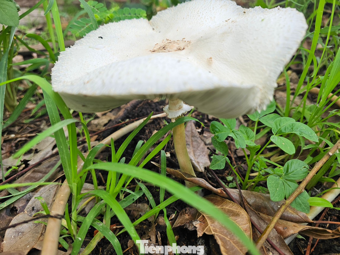 Một tai nấm to trồi lên từ mặt đất Một tai nấm to trồi lên từ mặt đất