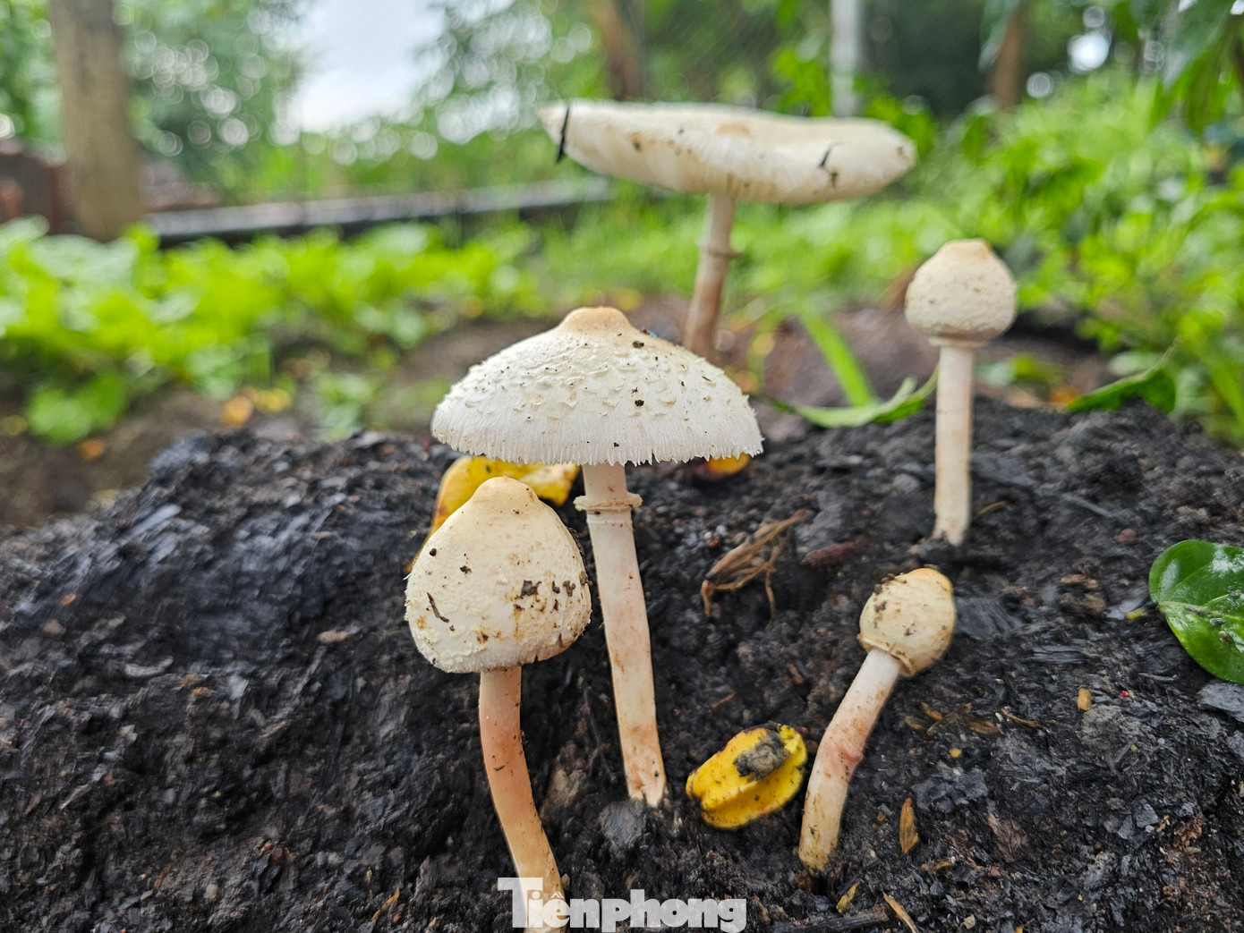 Nấm độc hay có bao gốc và vòng cổ nằm ở phần thân nấm Nấm độc hay có bao gốc và vòng cổ nằm ở phần thân nấm