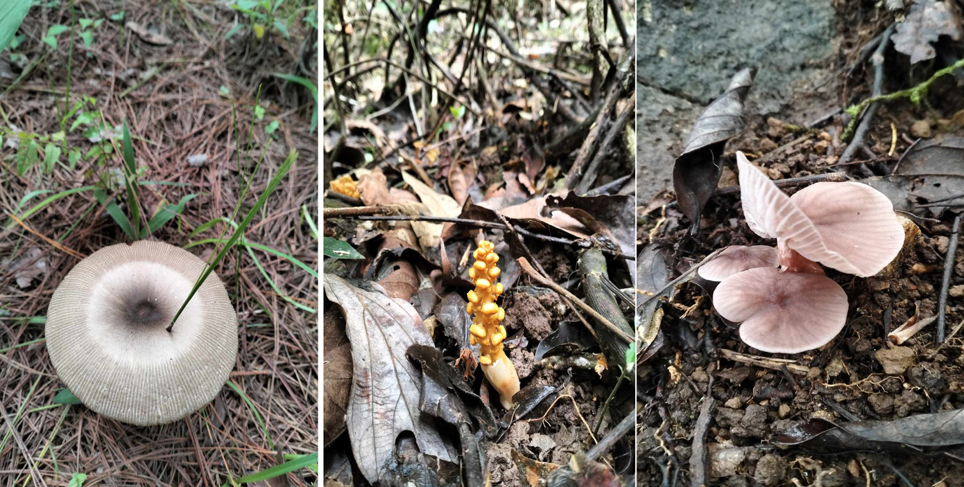 Thế giới nấm rất đa dạng, phong phú Thế giới nấm rất đa dạng, phong phú