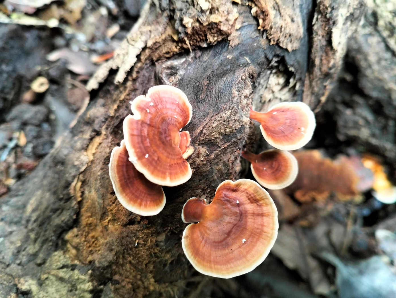 Tai nấm bám trên cây Tai nấm bám trên cây