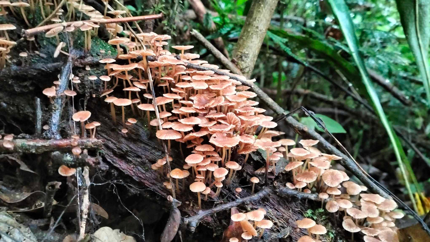 Những tai nấm chúm chím mọc trên thân cây mục Những tai nấm chúm chím mọc trên thân cây mục