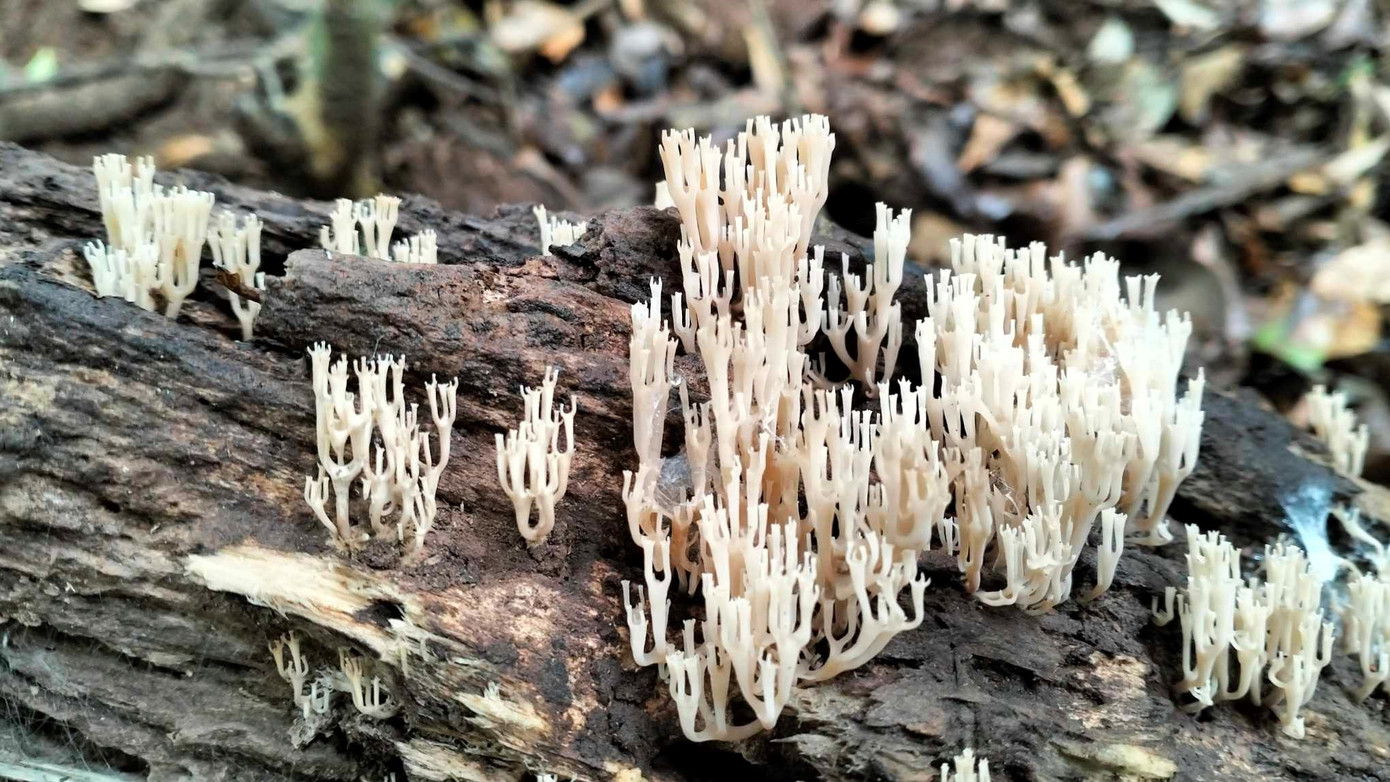 Một loại nấm có hình thù rất lạ Một loại nấm có hình thù rất lạ