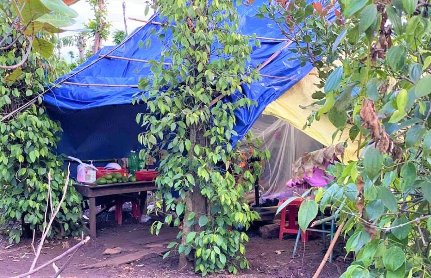 Chiếc chòi được người thân chuẩn bị cho thành viên trong gia đình đi từ vùng dịch về tự cách ly Chiếc chòi được người thân chuẩn bị cho thành viên trong gia đình đi từ vùng dịch về tự cách ly