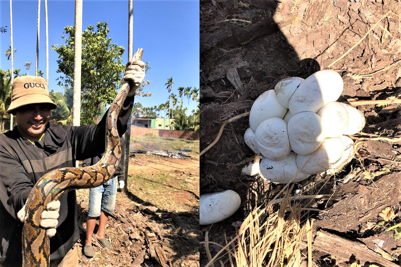 Con trăn và ổ trứng được phát hiện trong vườn rẫy Con trăn và ổ trứng được phát hiện trong vườn rẫy