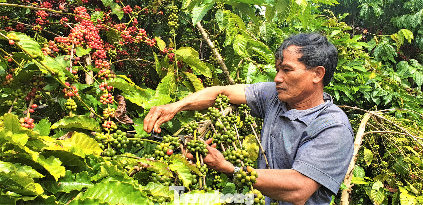 Cà phê được trồng tại Đắk Lắk.