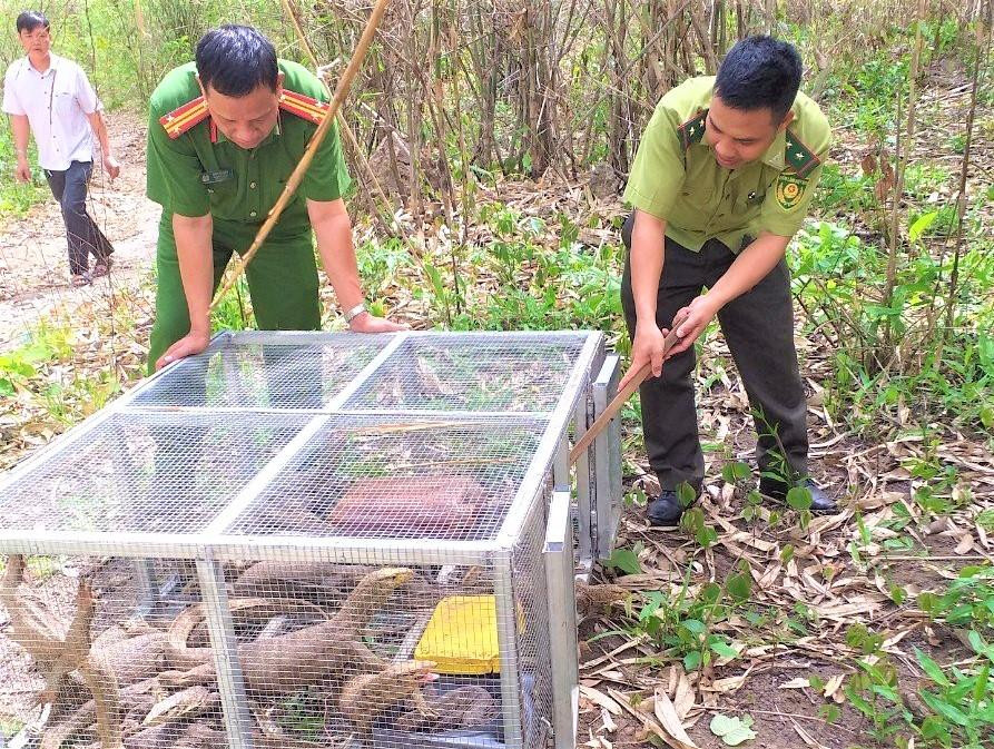 Cơ quan chức năng tỉnh Đắk Nông trong lần thả các cá thể kỳ đà vân bị nuôi nhốt về tự nhiên