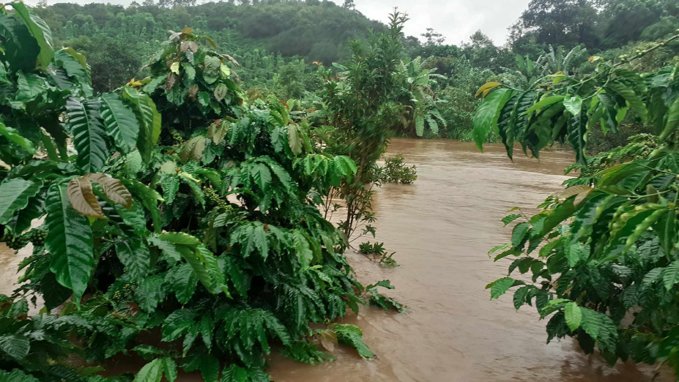 Cây trồng bị ngập trong nước