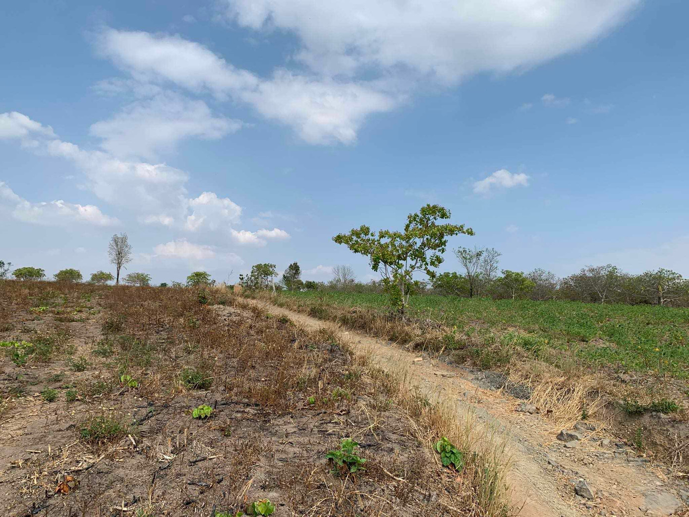 Trên phần đất này từng là rừng tự nhiên do Trung tâm Bảo tồn voi quản lý Trên phần đất này từng là rừng tự nhiên do Trung tâm Bảo tồn voi quản lý