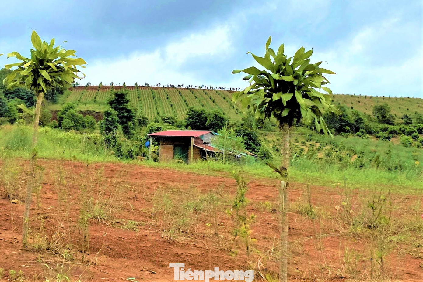 Nhà dựng trên đất nông nghiệp Nhà dựng trên đất nông nghiệp