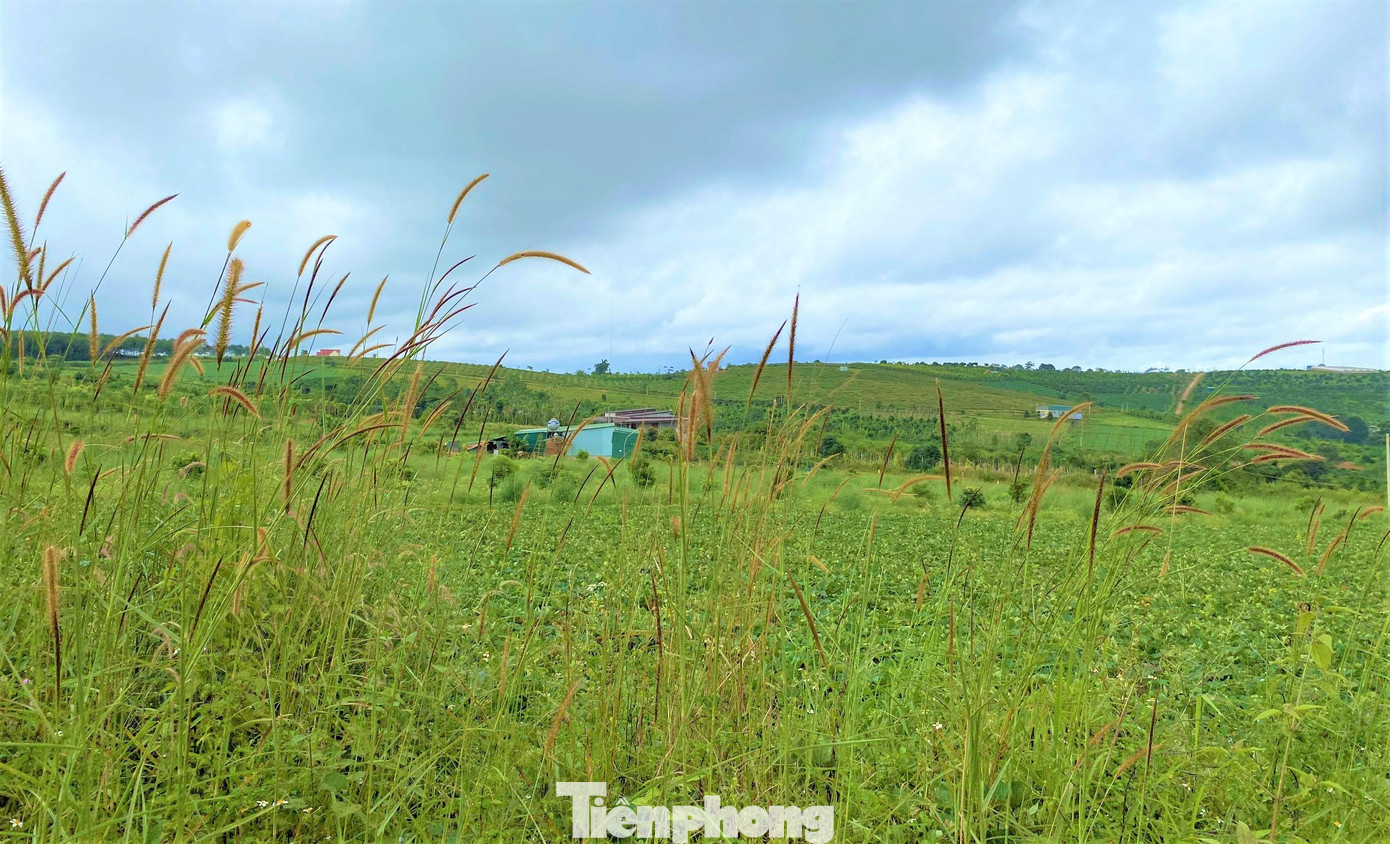 Dự án trồng cao su của Cty Huỳnh Phương Anh triển khai không đúng mục tiêu. Dự án trồng cao su của Cty Huỳnh Phương Anh triển khai không đúng mục tiêu.