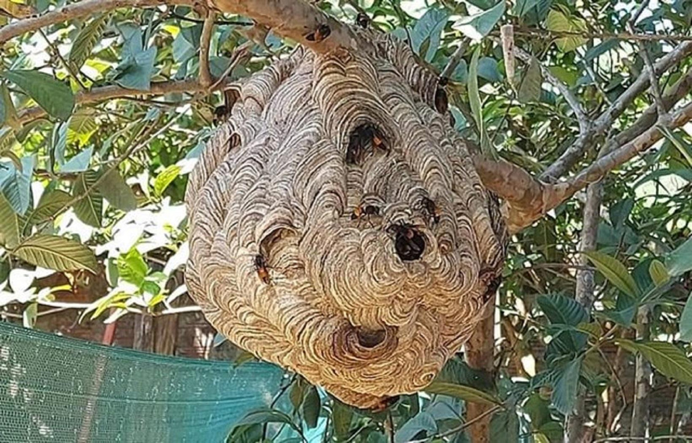 Một tổ ong vò vẽ. Ảnh minh họa