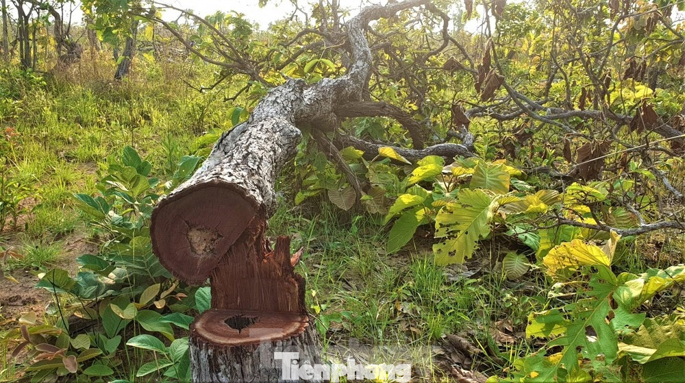 Thời gian qua, tại huyện Ea Súp có nhiều vụ phá rừng, lấn chiếm đất rừng quy mô lớn.