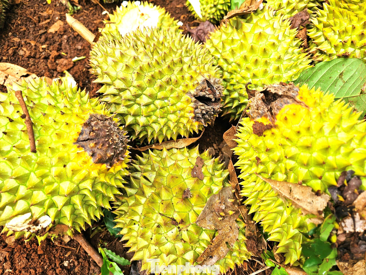 Sầu riêng bị thối trái vì nấm bệnh. Sầu riêng bị thối trái vì nấm bệnh.