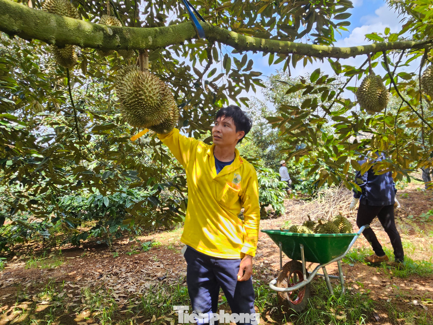 Thợ gõ sầu riêng kiểm tra từng quả, chỉ cắt quả đạt chất lượng. Thợ gõ sầu riêng kiểm tra từng quả, chỉ cắt quả đạt chất lượng.