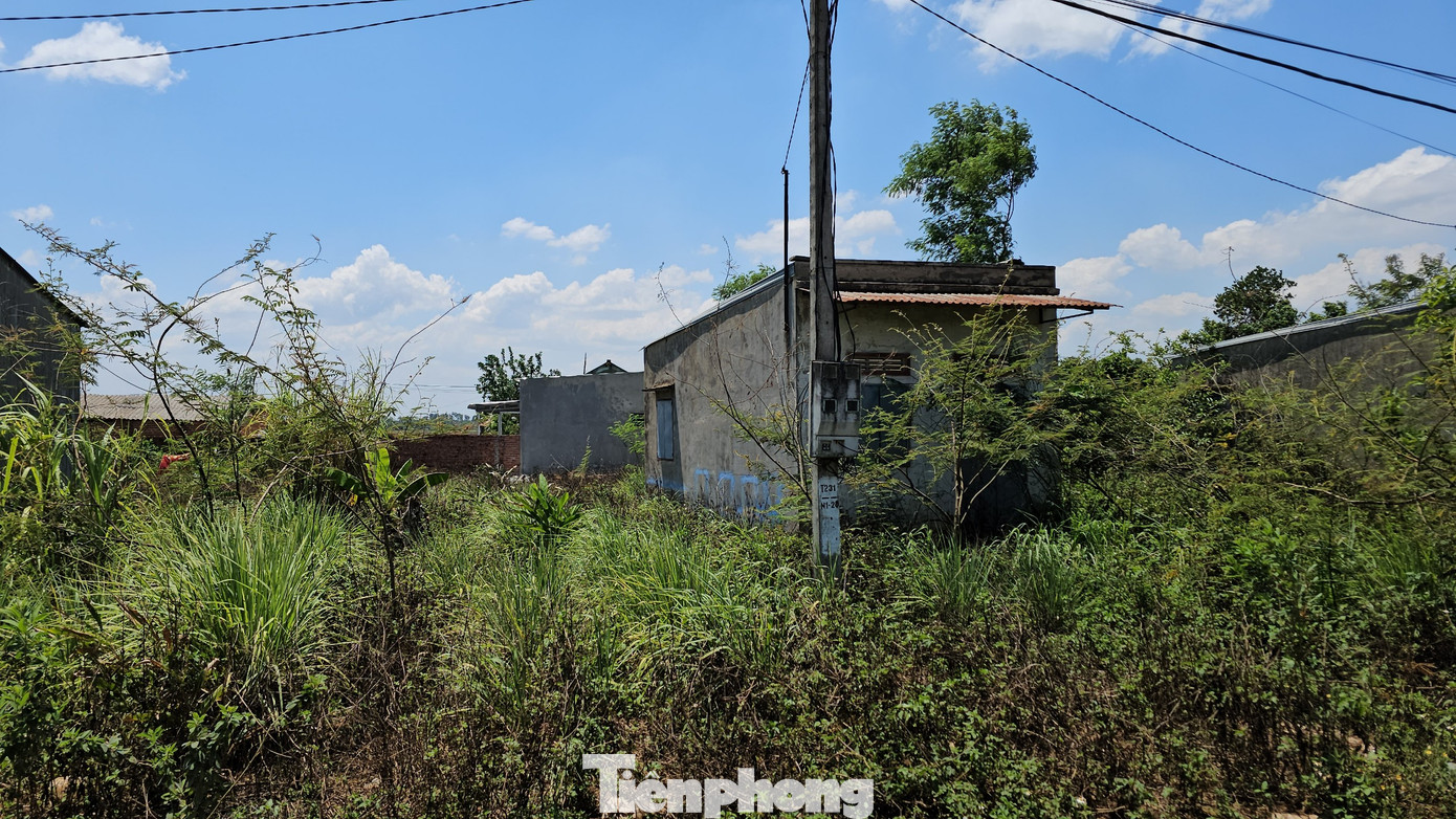 Cỏ mọc kín cả lối vào căn nhà Cỏ mọc kín cả lối vào căn nhà