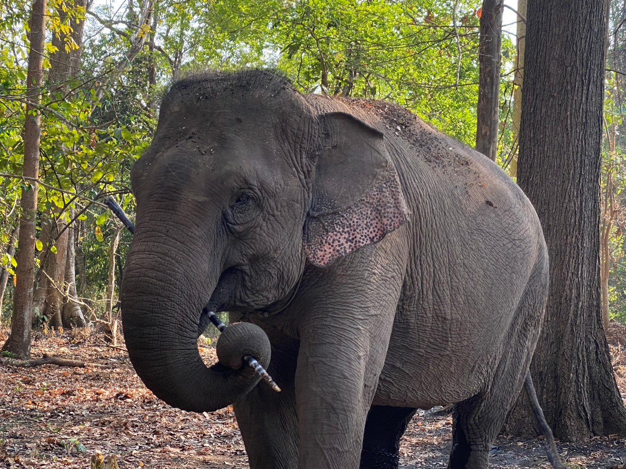 Voi được trả tự do sau thời gian dài phục vụ khách du lịch. Ảnh: VQG
