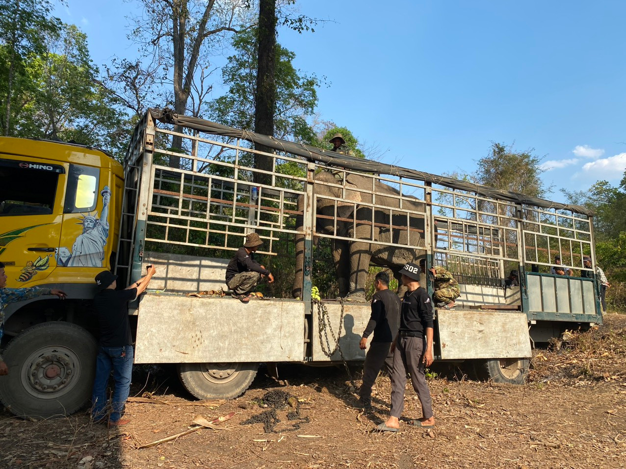 Voi Y Khun được chở từ huyện Lắk về VQG Yok Đôn. Ảnh: VQG