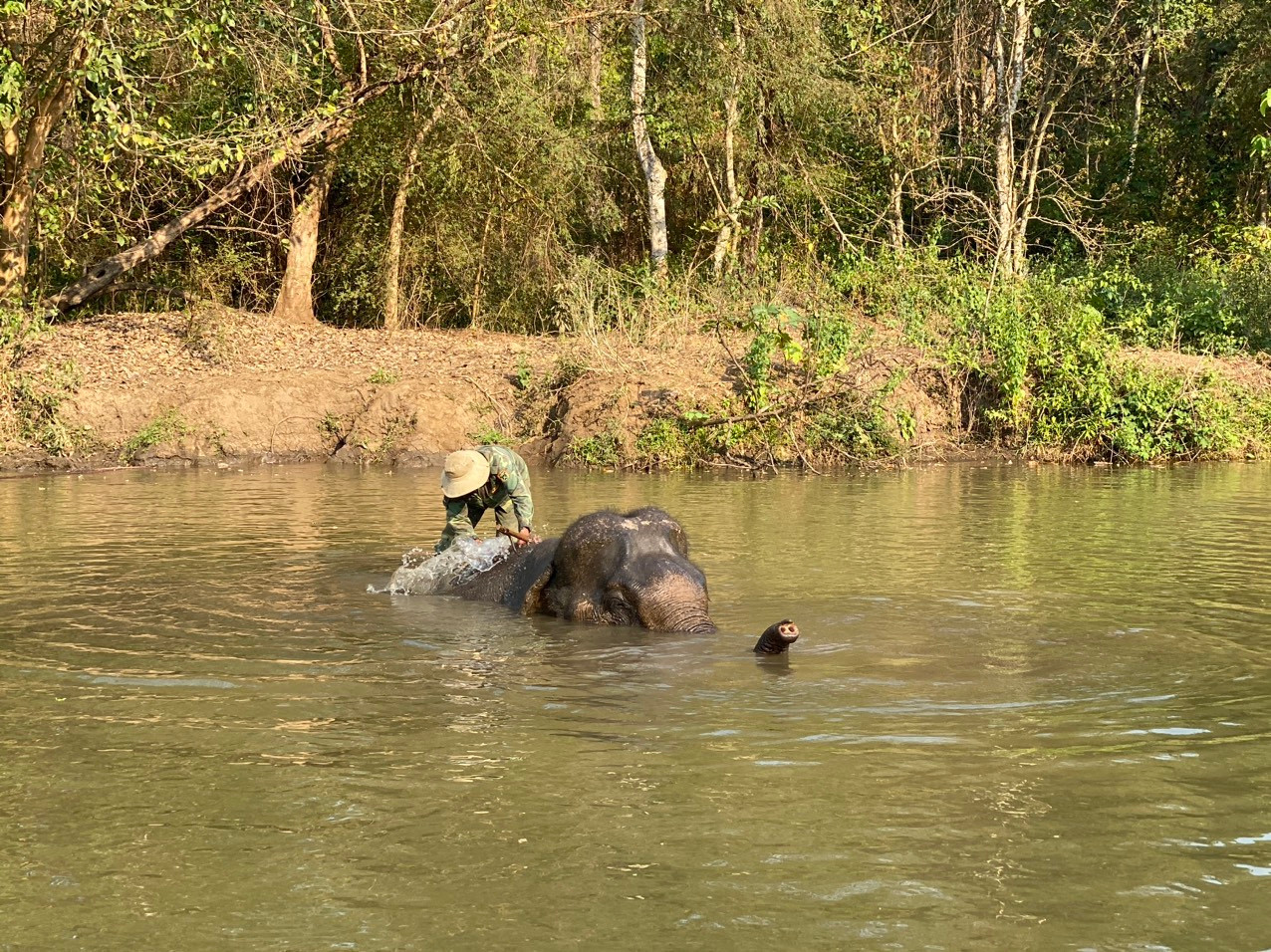 Voi được thả về môi trường tự nhiên. Ảnh: VQG